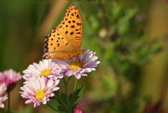 秋の花に舞う-3