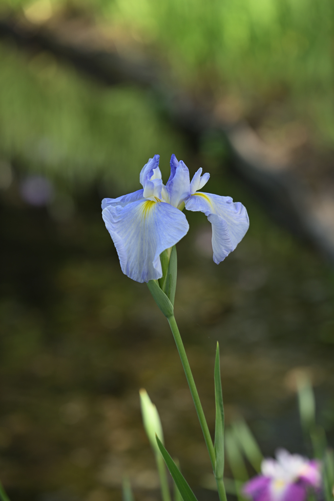 花菖蒲