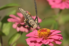 花が終わるまで