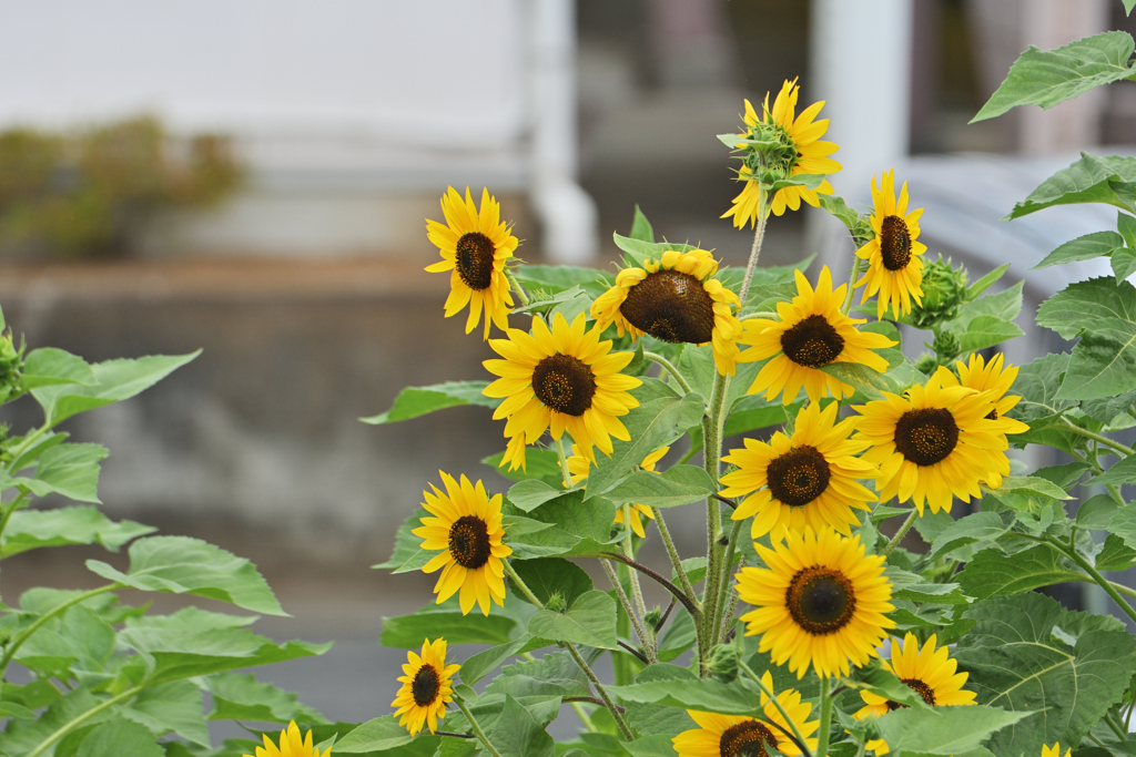 夏の花