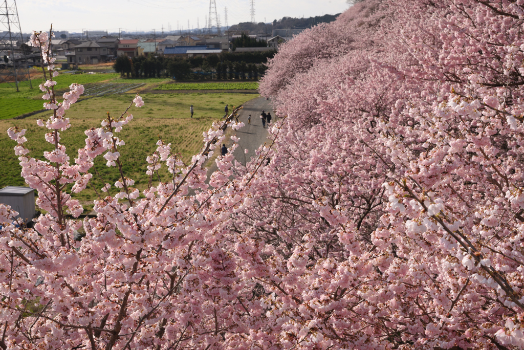 花盛り