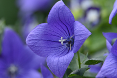 大きな桔梗 大きな桔梗