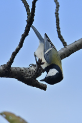野鳥-1