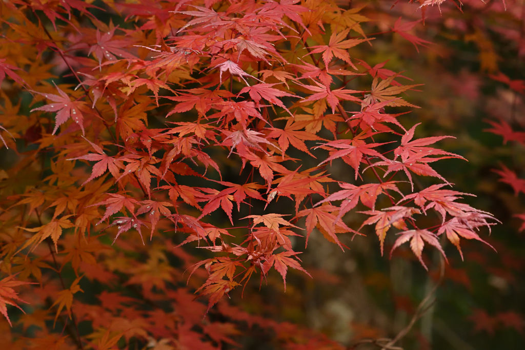 森の紅葉