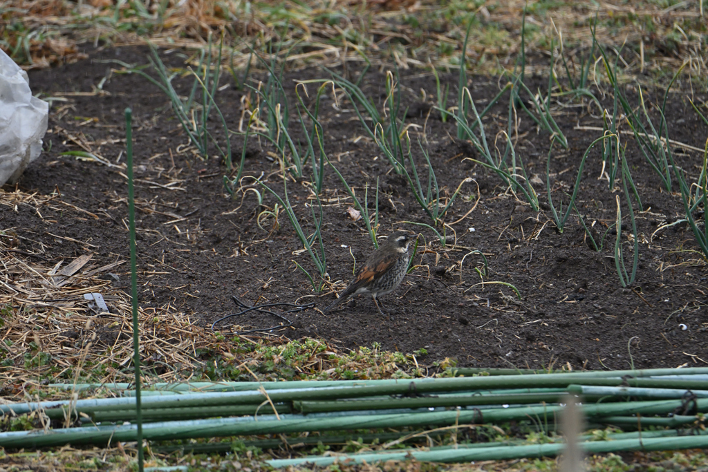 玉葱は俺が守る
