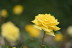 黄色い薔薇