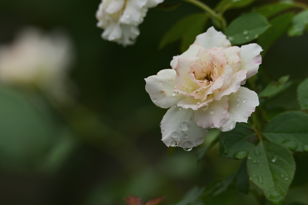 花も泣いている
