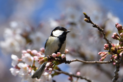 桜からこんにちは