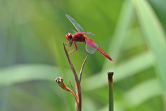 枯れ菖蒲に赤い花