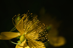 影と光の花-その5