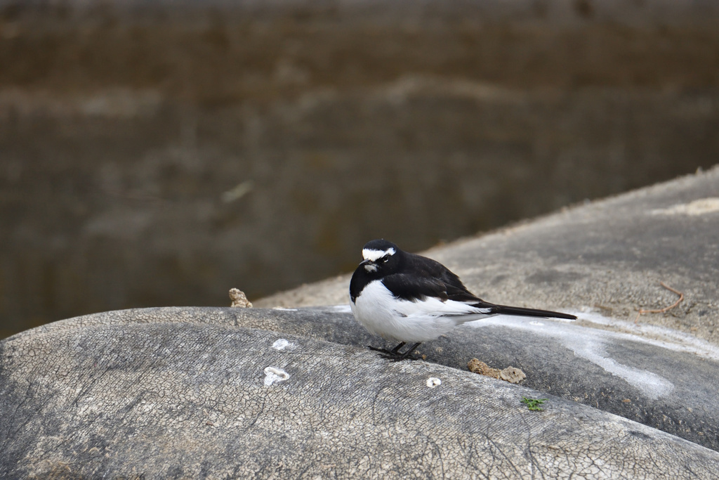 セグロセキレイ