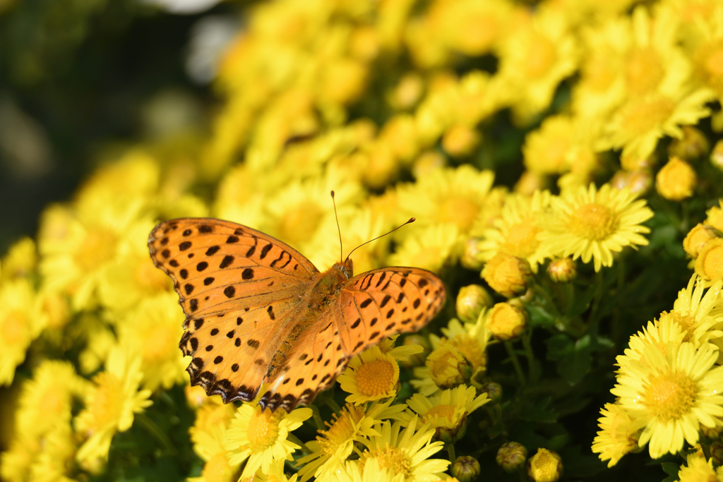 秋の花に舞う-1