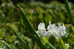 花縮砂