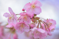 桜小学校⑤