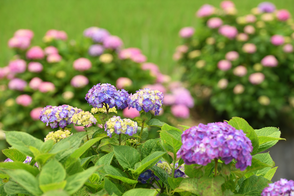 紫陽花風景