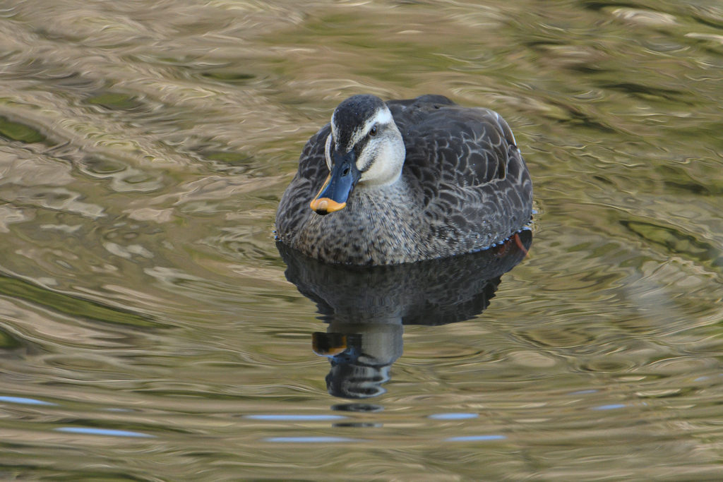 池の主のようだ