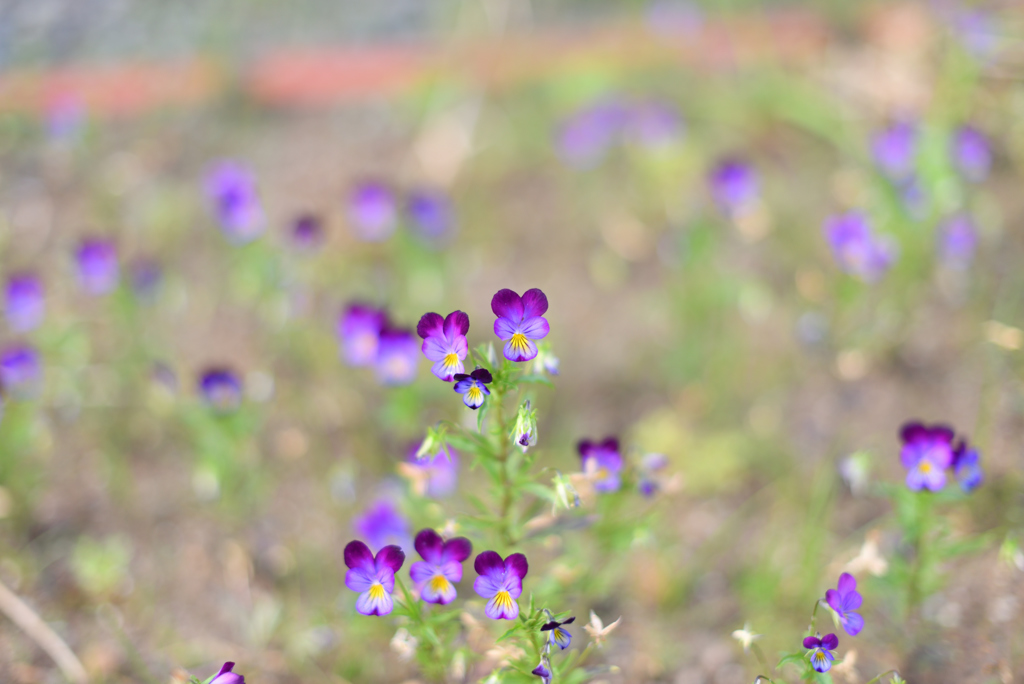 残り花の煌き