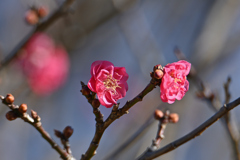 梅は咲いたか桜はまだかいな