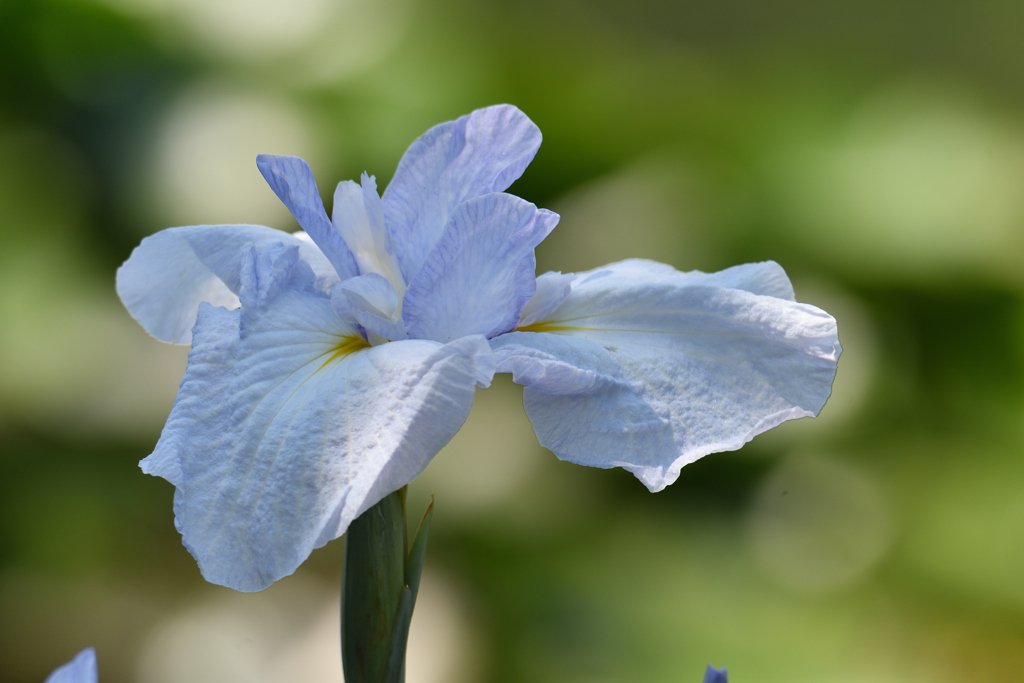 花菖蒲