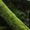 苔むす