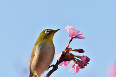 花と並んで