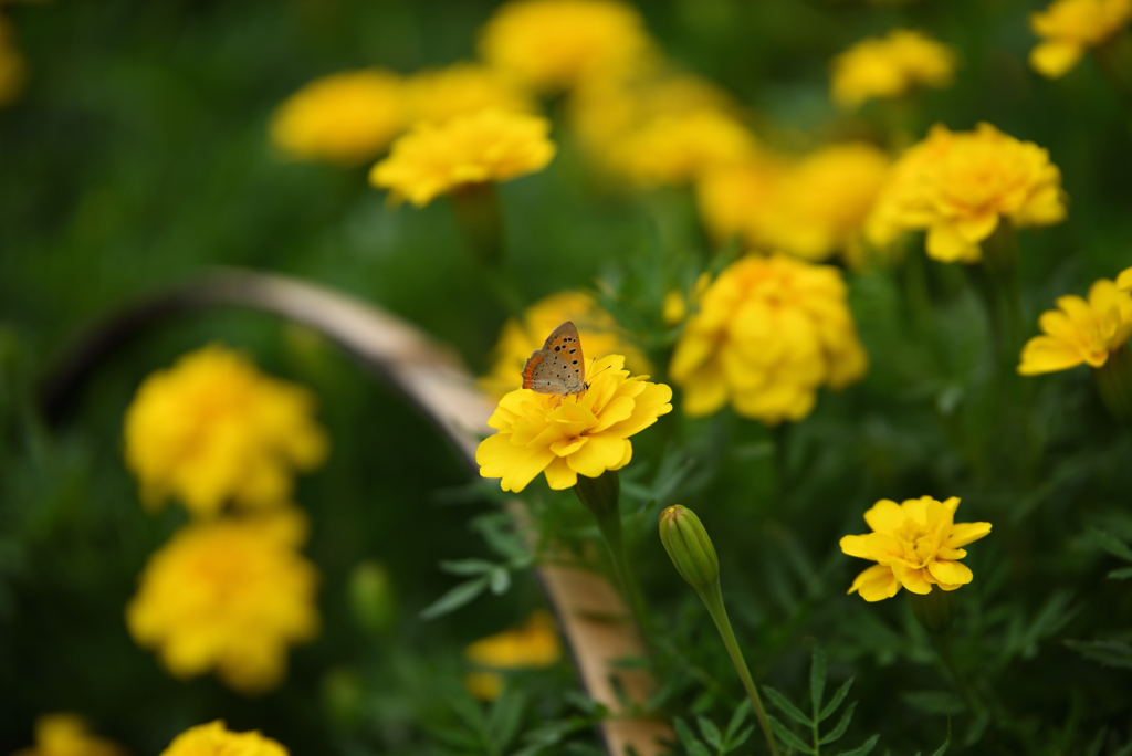 雨の花壇に