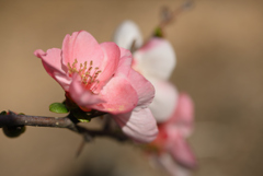 今年の木瓜