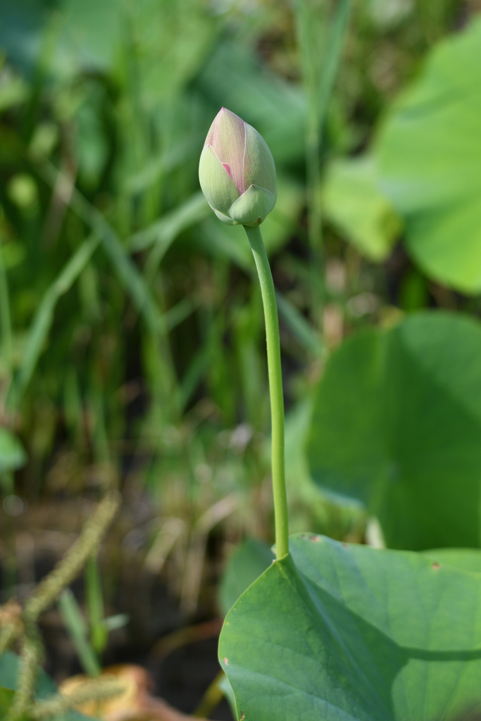 花を待つ