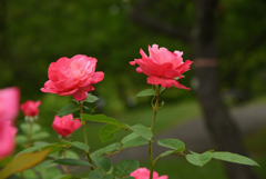 今年の薔薇