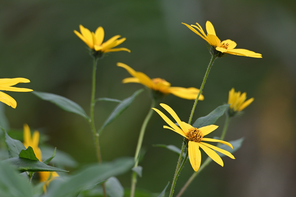 土手の菊芋