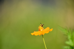 蜜蜂のもの