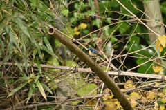 大砲を撃つ鳥