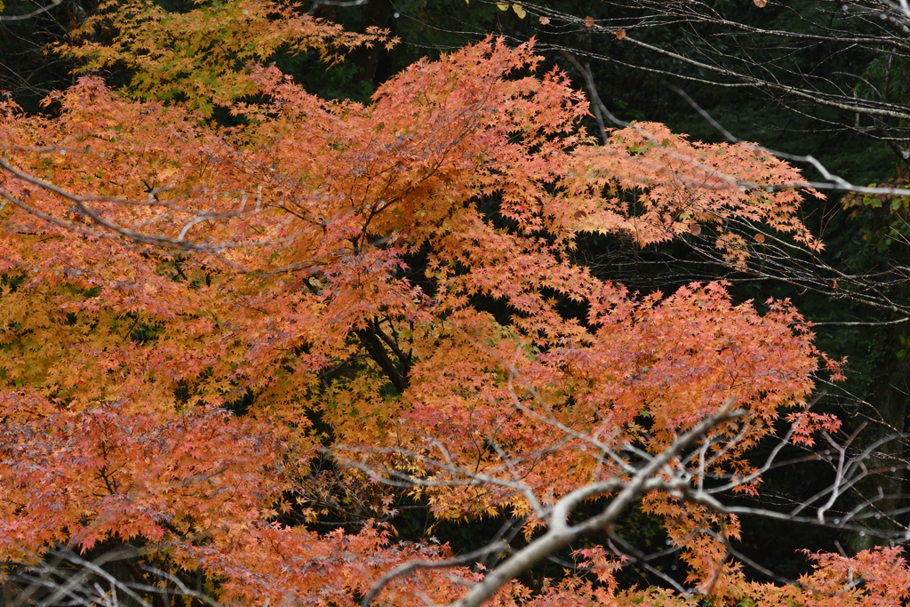 北風が吹く前に