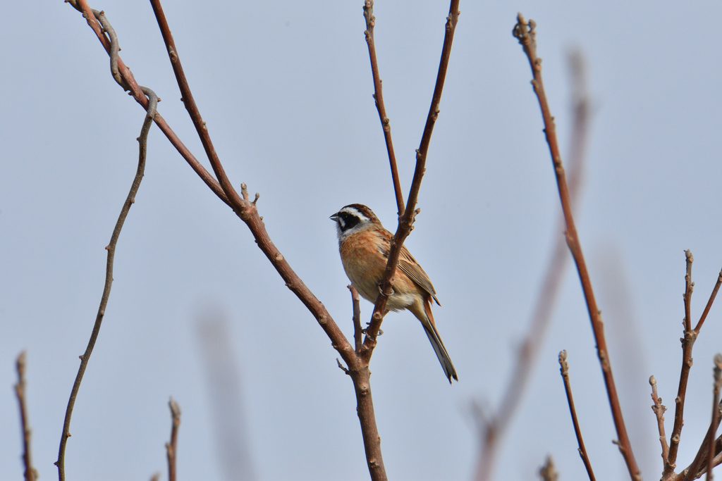 ホオジロの木に弦が巻く