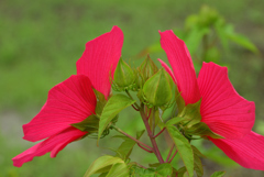 花も羽ばたく
