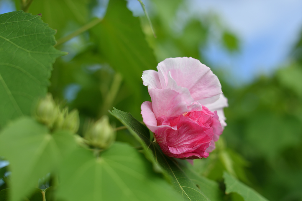 酔芙蓉