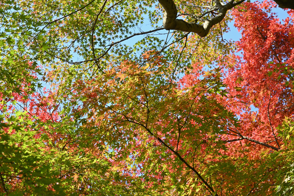 紅葉