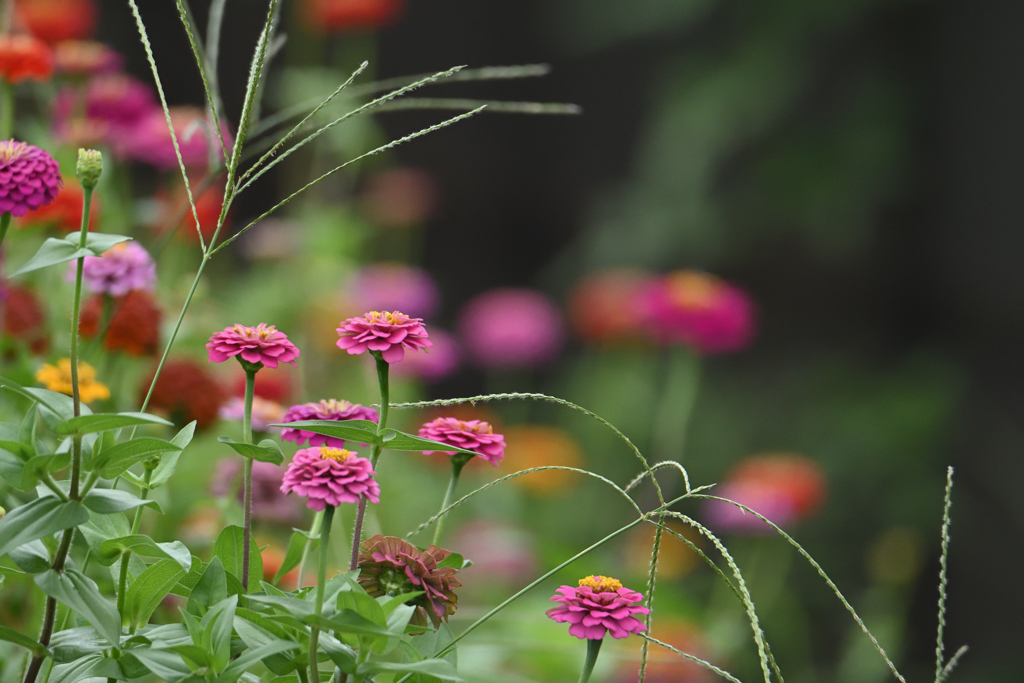 花と草