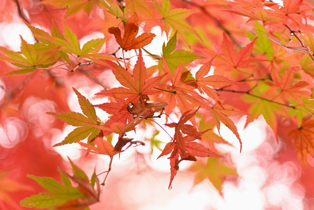 紅葉は涙を流し-V2
