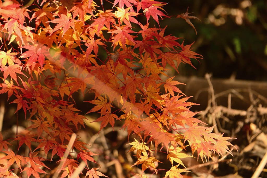 明るい紅葉