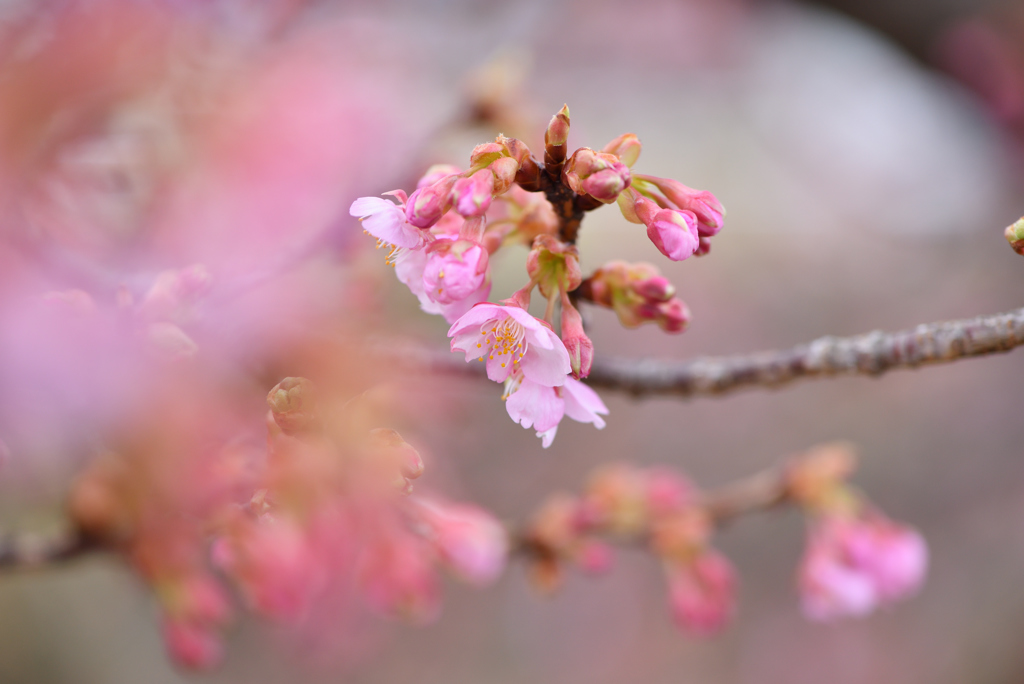 河津桜