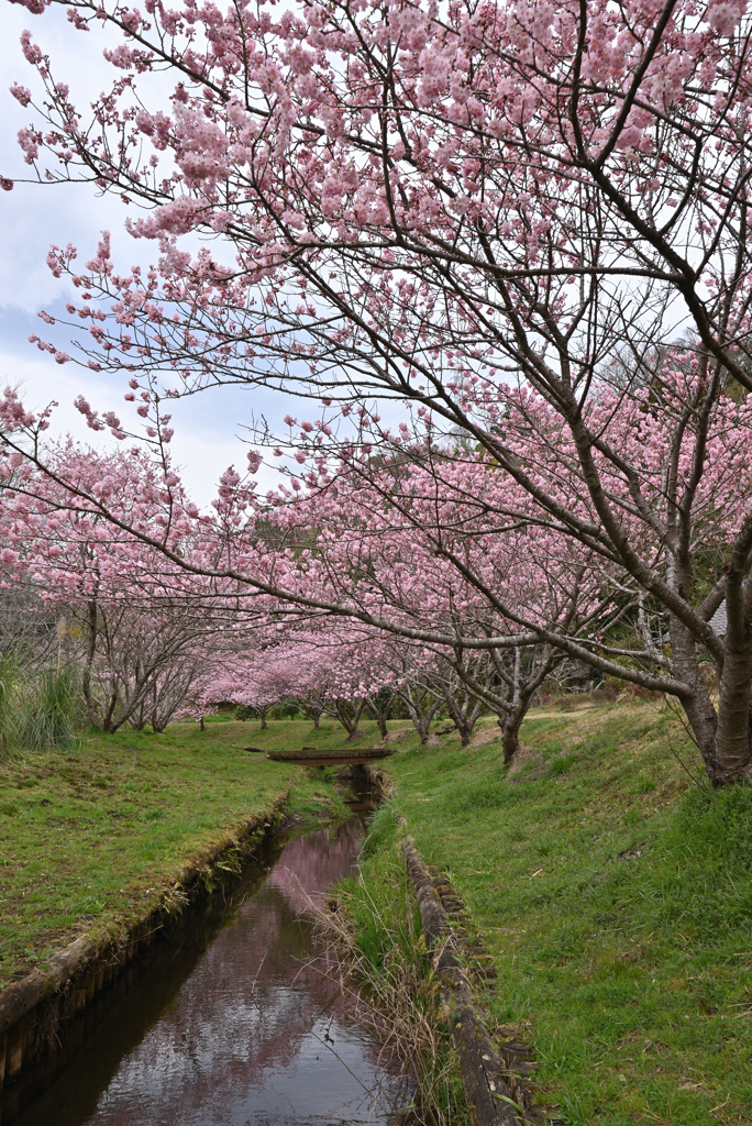 花曇り