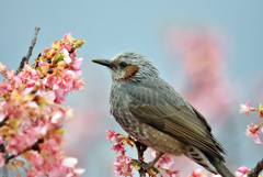 河津桜と野鳥-3