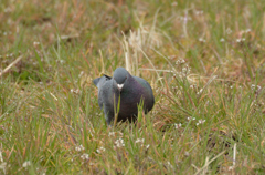 鳩
