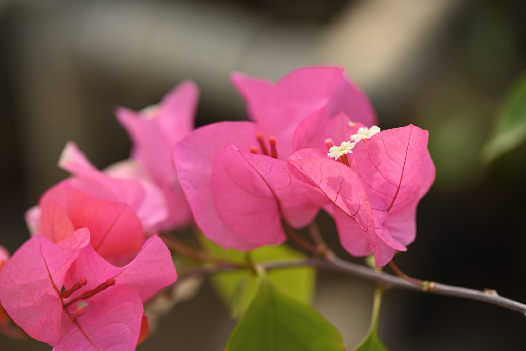 小さな花が咲いてるね～