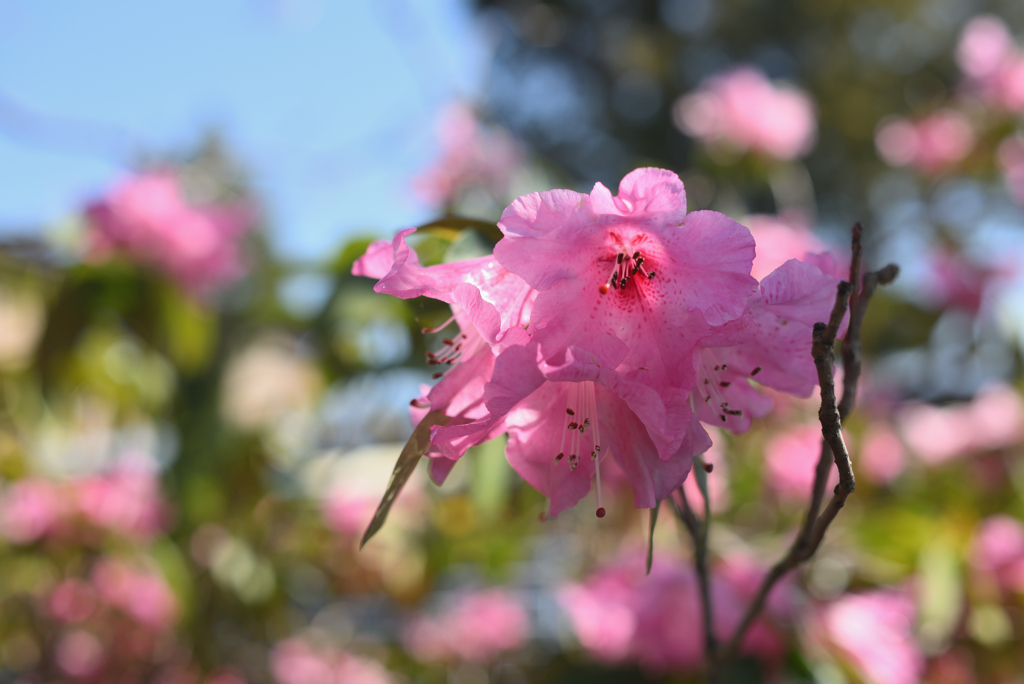 石楠花