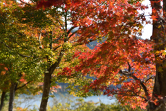 紅葉-景色
