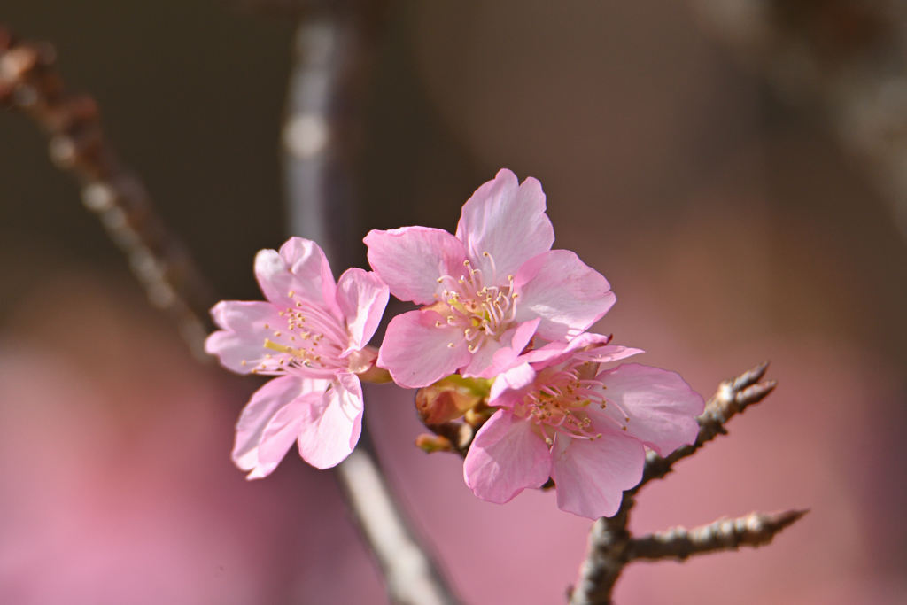 桜ピンク