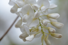白もあります藤の花