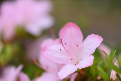庭の花